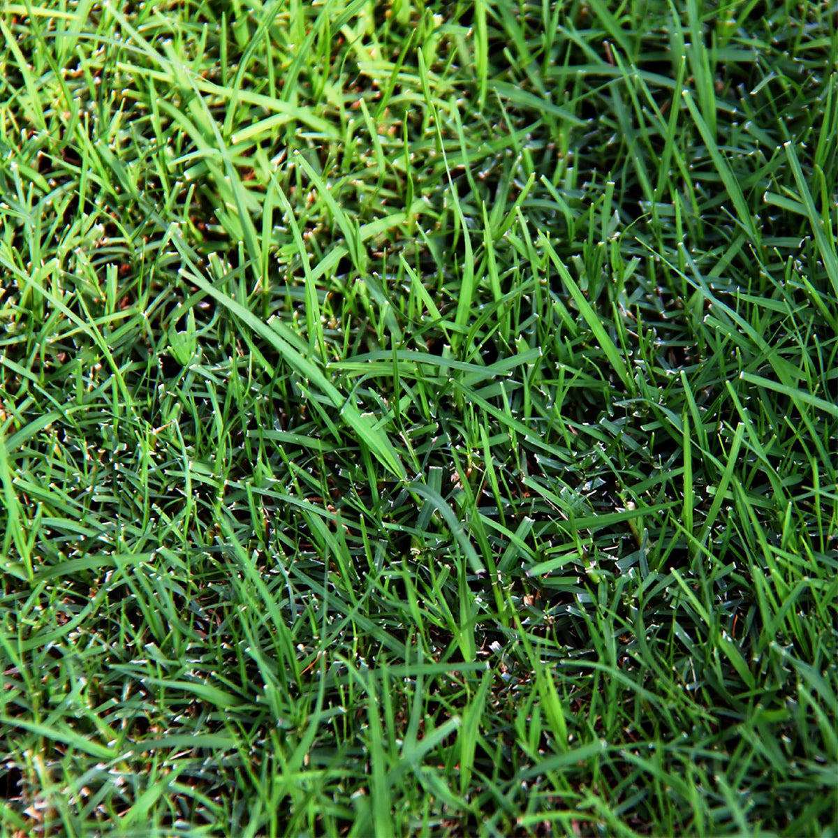 Sahara Bermudagrass Grass Seed, 5 lb. D948