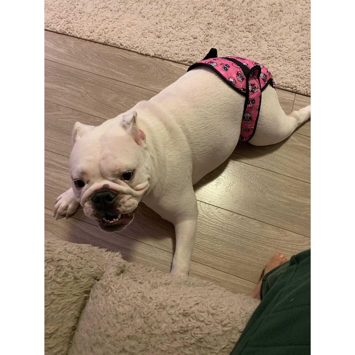 Washable Female Dog Diaper K711495