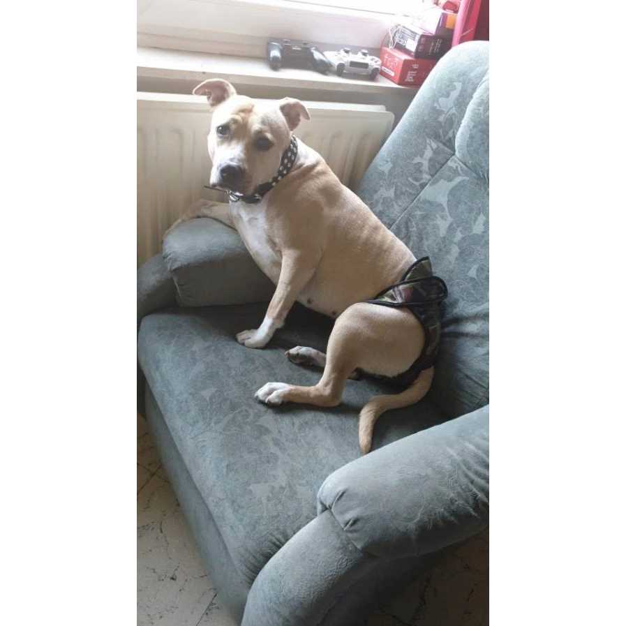 Washable Female Dog Diaper K711495