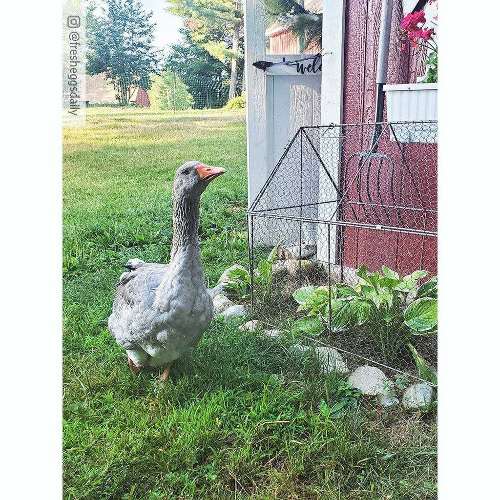 Chicken Wire Crop Coop N516080