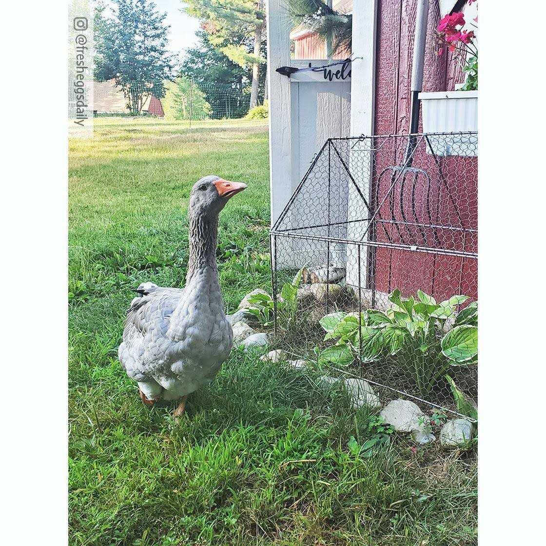 Chicken Wire Crop Coop N516080