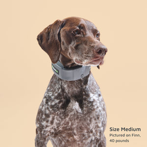 GPS Dog Fence Y957617