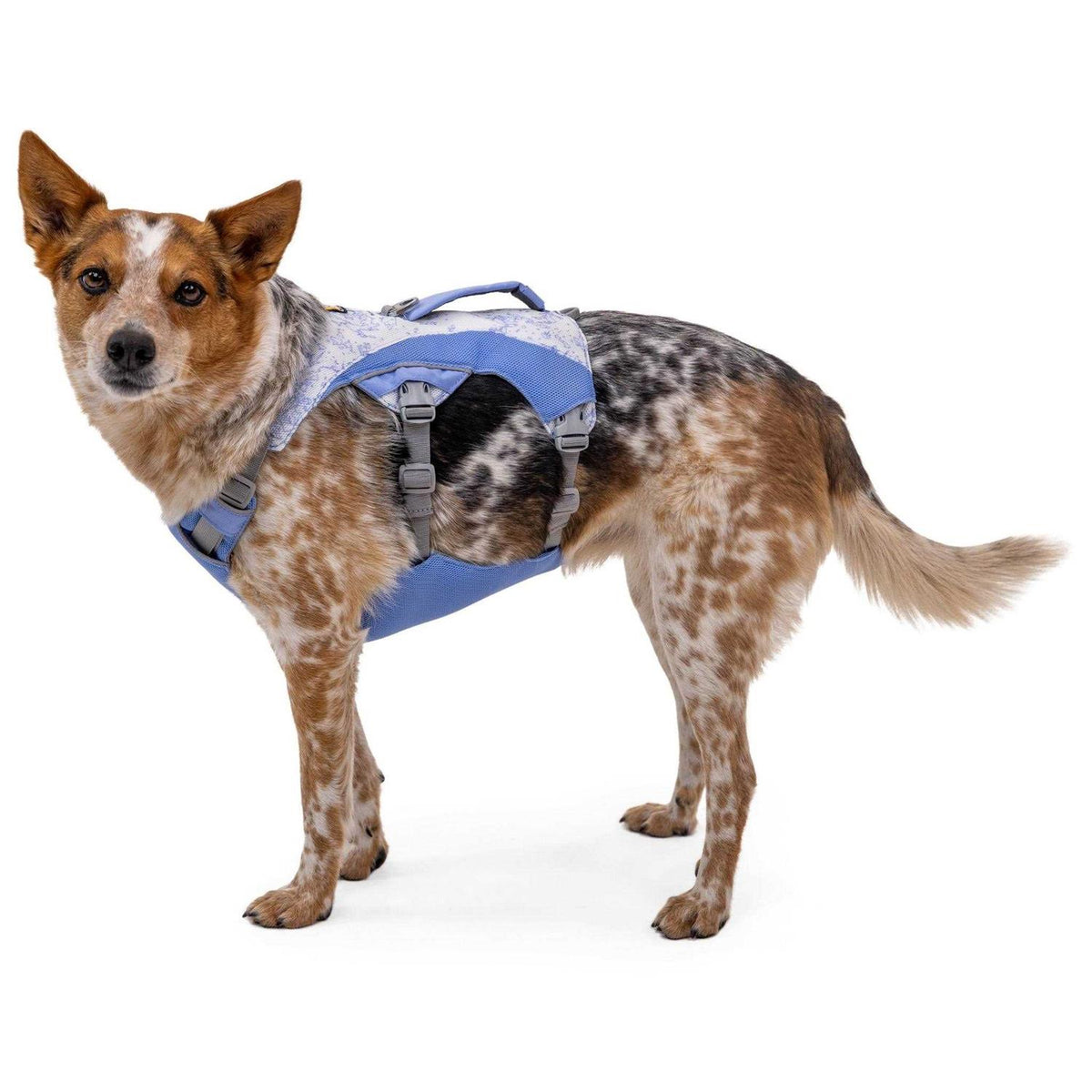 Dog Harness I355