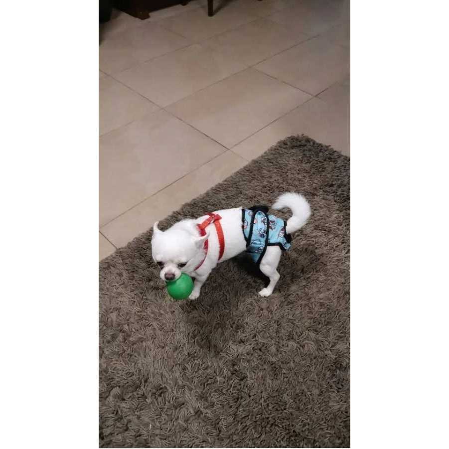 Washable Female Dog Diaper K711495