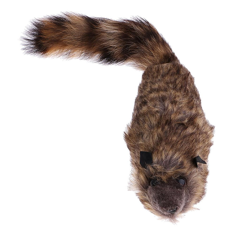 Raccoon Training O133