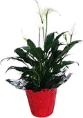 4" Pot Peace Lily Plant X980