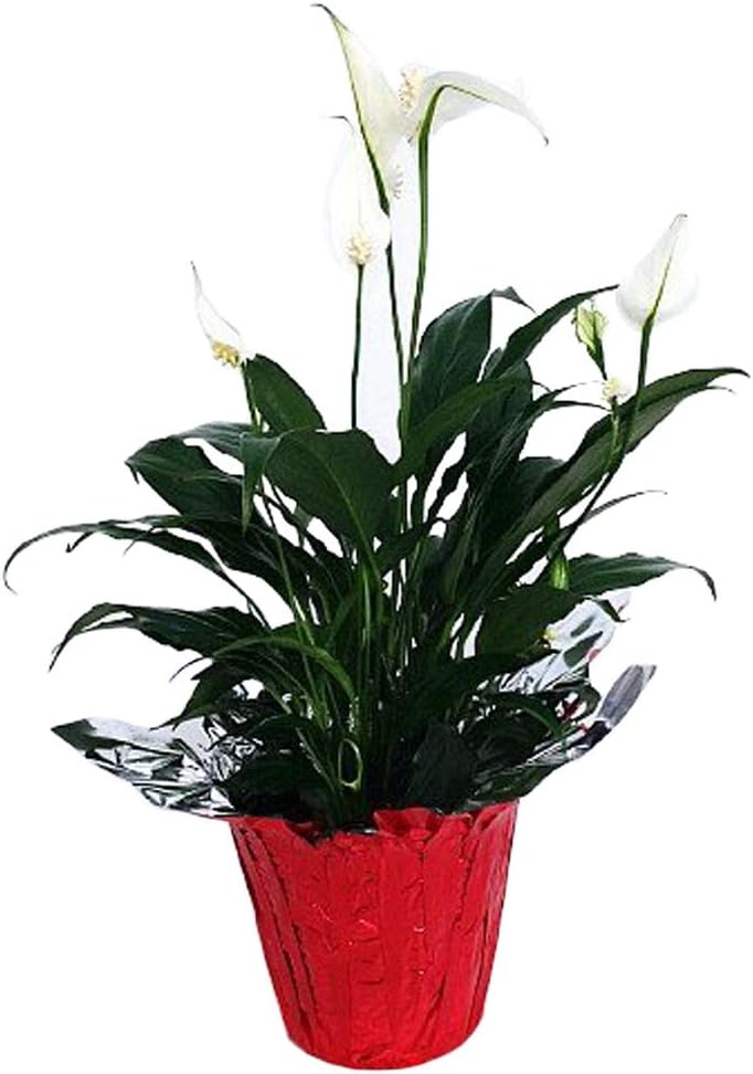 4" Pot Peace Lily Plant X980