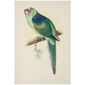 Parrots in Captivity 1884 Poster Print 24 x 36 J7105