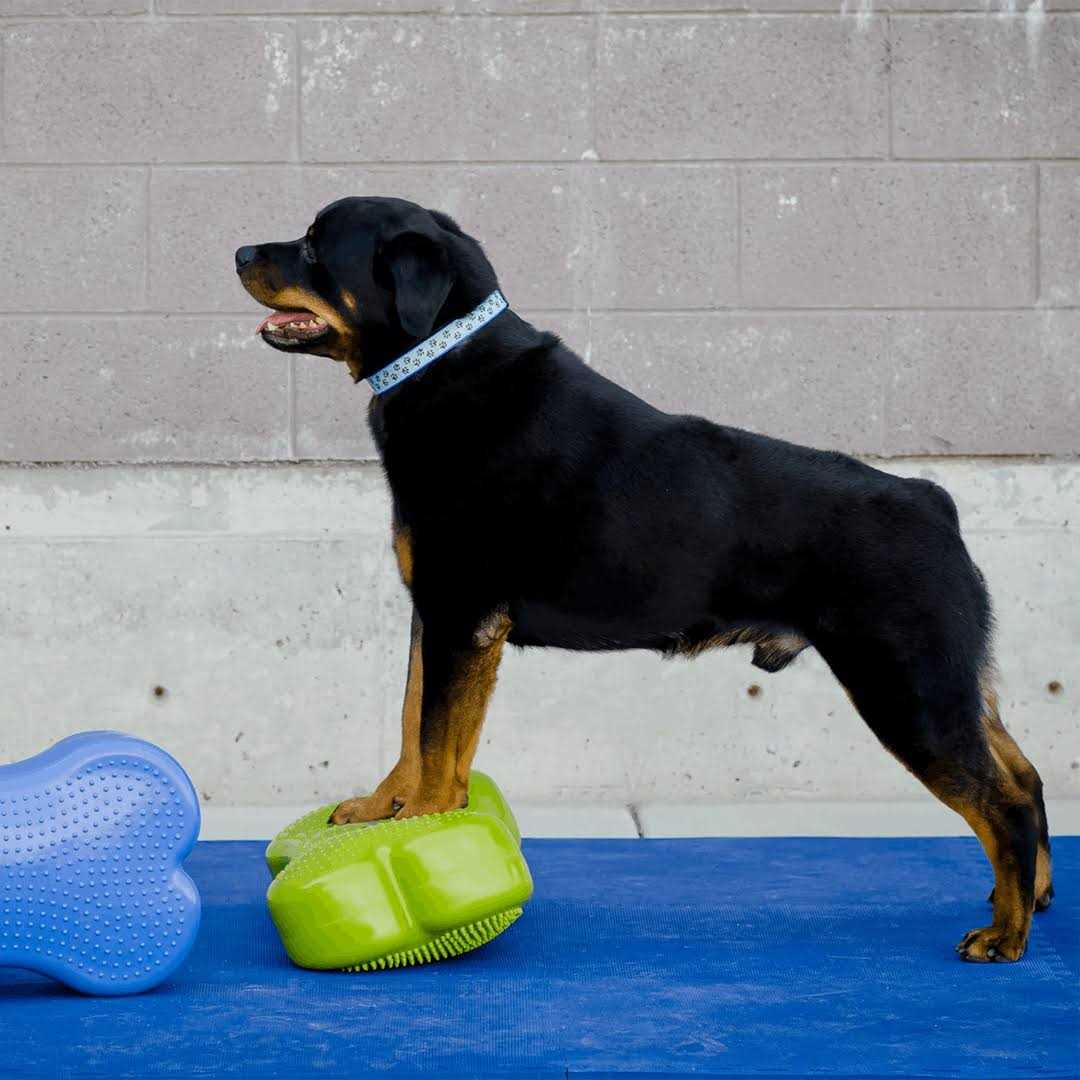 Agility Training X527