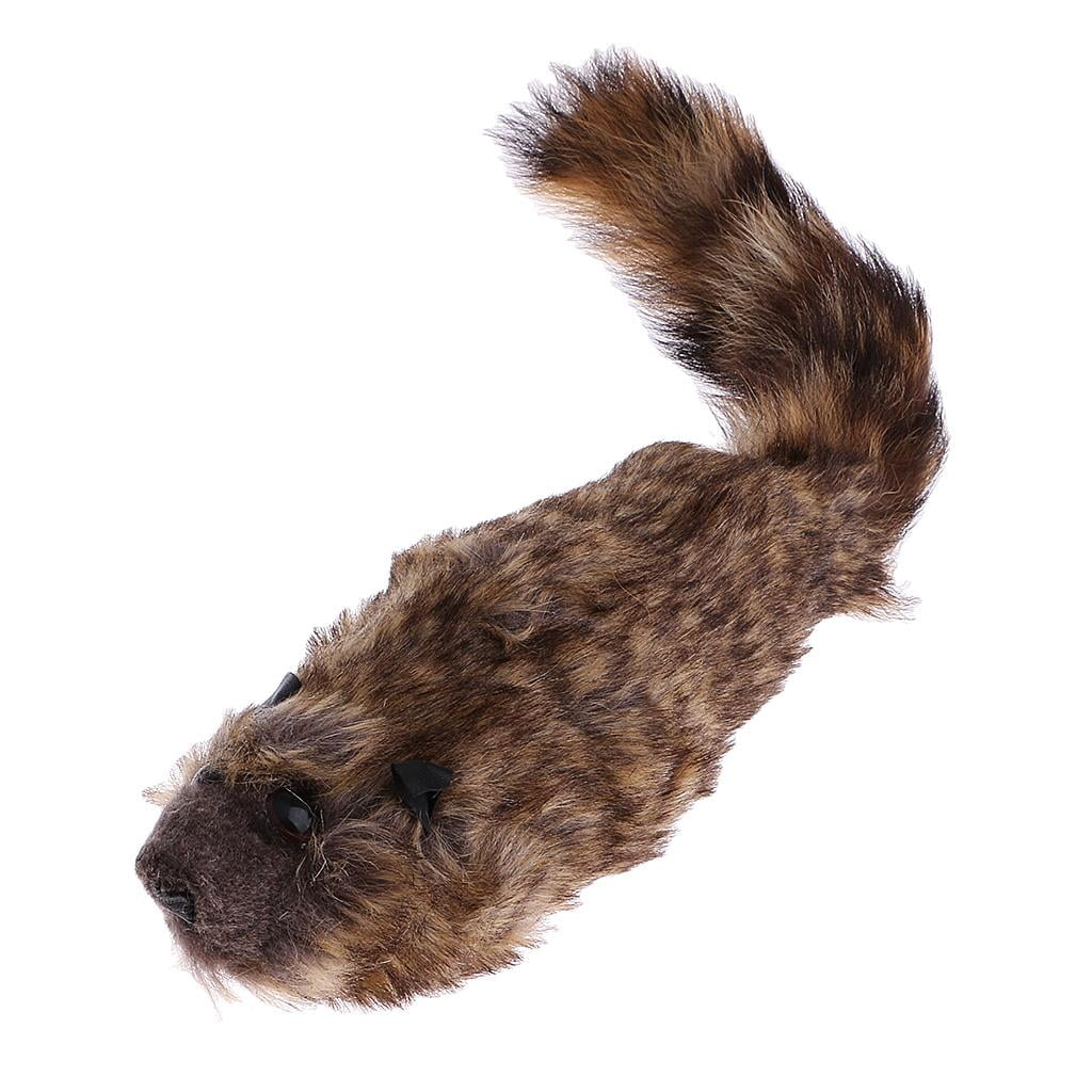 Raccoon Training O133
